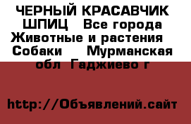 ЧЕРНЫЙ КРАСАВЧИК ШПИЦ - Все города Животные и растения » Собаки   . Мурманская обл.,Гаджиево г.